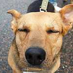 Выставка бездомных животных - Надо Брать! Летом!