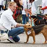 Выставка бездомных животных - Надо Брать! Летом!