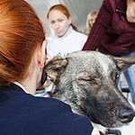 Выставка бездомных животных - Надо Брать! Летом!