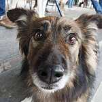 Выставка бездомных животных - Надо Брать! Летом!