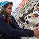 Выставка бездомных животных - Надо Брать! Летом!