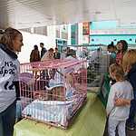 Выставка бездомных животных - Надо Брать! Летом!