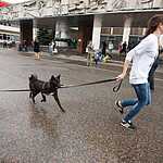 Выставка бездомных животных - Надо Брать! Летом!