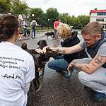 Выставка бездомных животных - Надо Брать! Летом!