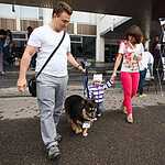 Выставка бездомных животных - Надо Брать! Летом!