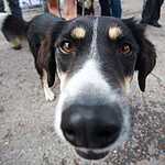 Выставка бездомных животных - Надо Брать! Летом!