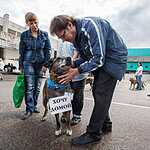 Выставка бездомных животных - Надо Брать! Летом!