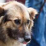 Выставка бездомных животных - Надо Брать! Летом!