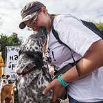 Выставка бездомных животных - Надо Брать! Летом!