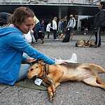 Выставка бездомных животных - Надо Брать! Летом!