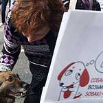 Выставка бездомных животных - Надо Брать! Летом!