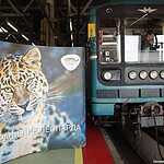 «Полосатый экспресс» начал курсировать на Люблинско-Дмитровской линии