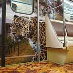 «Полосатый экспресс» начал курсировать на Люблинско-Дмитровской линии