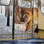 «Полосатый экспресс» начал курсировать на Люблинско-Дмитровской линии