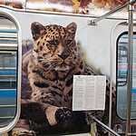 «Полосатый экспресс» начал курсировать на Люблинско-Дмитровской линии