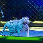 Хозяйка Мёртвого озера