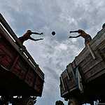 Урожай арбузов