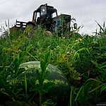 Урожай арбузов