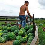 Урожай арбузов