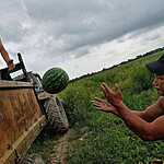 Урожай арбузов