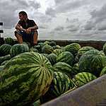 Урожай арбузов