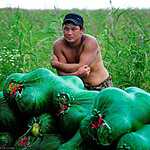 Урожай арбузов