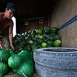 Урожай арбузов