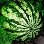 Урожай арбузов