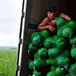 Урожай арбузов