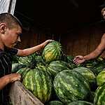 Урожай арбузов