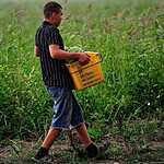 Урожай арбузов