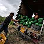 Урожай арбузов