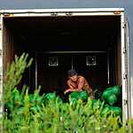 Урожай арбузов