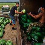 Урожай арбузов