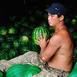 Урожай арбузов