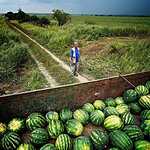 Урожай арбузов