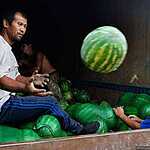 Урожай арбузов