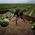 Урожай арбузов