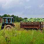 Урожай арбузов