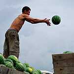 Урожай арбузов