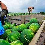Урожай арбузов