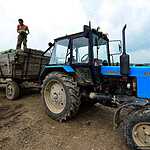 Урожай арбузов