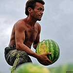 Урожай арбузов