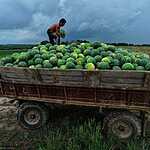 Урожай арбузов
