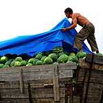 Урожай арбузов