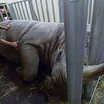 В Цирке Никулина начался «Карнавал»