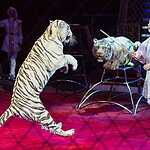 В Цирке Никулина начался «Карнавал»