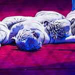 В Цирке Никулина начался «Карнавал»