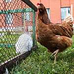 Жириновский показал ферму