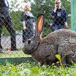 Жириновский показал ферму